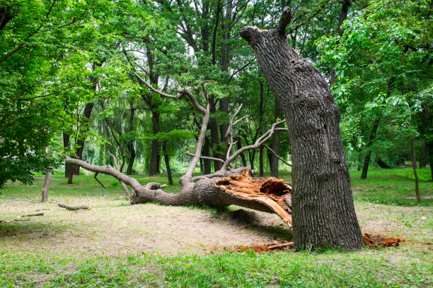 Best Lawn Renovation and Restoration  in Crest View Heights, NY