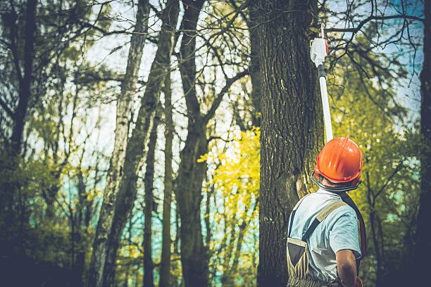 Best Tree and Shrub Care  in Crest View Heights, NY